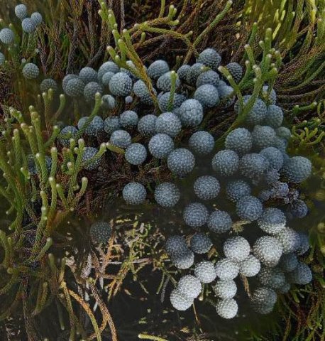 Brunia laevis old, dark heads storing seeds